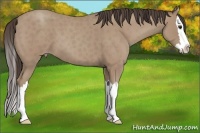 Horse Color:Classic Champagne Roan Splash 