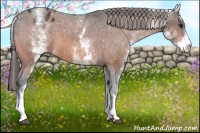 Horse Color:White Spotted Bay Appaloosa