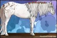 Horse Color:Bay Splash Appaloosa 