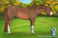 Horse Color:Liver Chestnut 