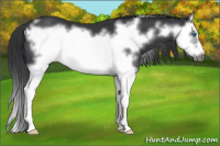 Horse Color:Black Splash Frame