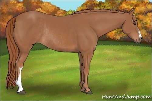 Horse Color:Chestnut Rabicano 