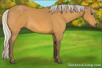 Horse Color:Silver Buckskin 