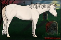 Horse Color:Perlino 