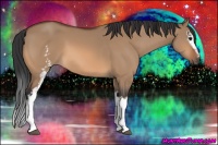 Horse Color:White Spotted Bay Dun 