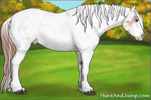 Horse Color: Liver Chestnut Sabino 