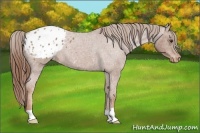 Horse Color:Red Roan Appaloosa 