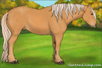Horse Color:Chocolate Palomino 