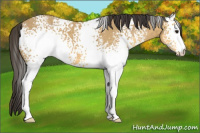 Horse Color:White Spotted Buckskin