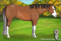 Horse Color:Bay Splash 