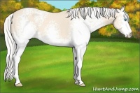 Horse Color:White Spotted Silver Perlino 