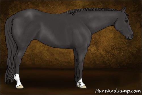 Horse Color: Smoky Black 