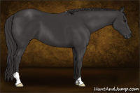 Horse Color:Smoky Black