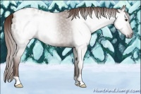 Horse Color:Gray Chestnut Appaloosa