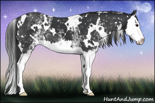 Horse Color: White Spotted Black Splash 