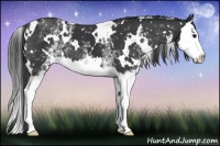 Horse Color:White Spotted Black Splash 