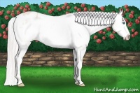 Horse Color:Cremello Varnish 