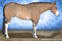 Horse Color:Bay Dun Sabino Rabicano