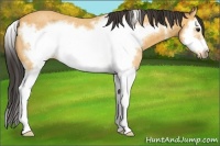 Horse Color:Buckskin Roan Splash Frame 