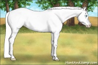 Horse Color:Cremello Appaloosa 