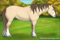 Horse Color:Amber Cream Champagne Roan Dun Splash