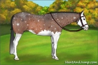 Horse Color:Bay Roan Splash 