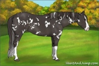 Horse Color:White Spotted Smoky Black Splash 