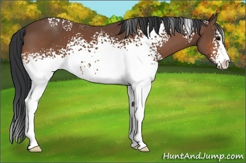 Horse Color:White Spotted Bay Sabino 