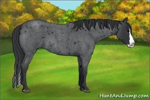 Horse Color: Blue Roan Splash 