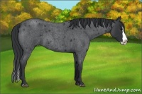 Horse Color:Blue Roan Splash 
