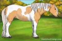 Horse Color:Silver Buckskin Tobiano Rabicano