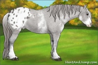 Horse Color:White Spotted Grullo Appaloosa Rabicano 