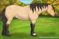 Horse Color:Buckskin Roan 