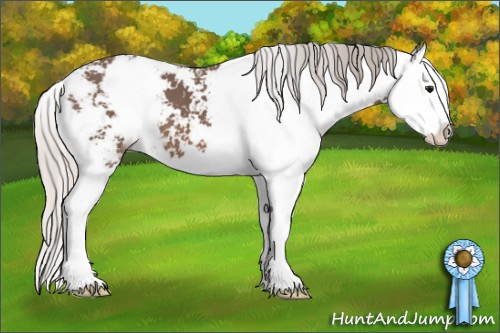 Horse Color: Silver Black Sabino Splash 