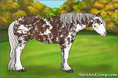Horse Color: Silver Brown Sabino Splash 