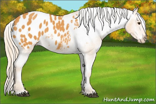 Horse Color: Chocolate Palomino Blanket 
