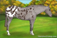 Horse Color:Liver Chestnut Appaloosa 