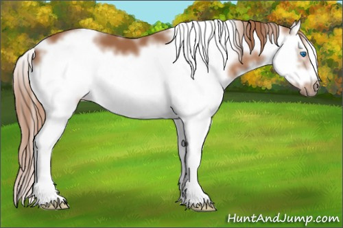 Horse Color: White Spotted Chestnut Splash Frame 