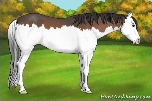 Horse Color: Bay Roan Splash 