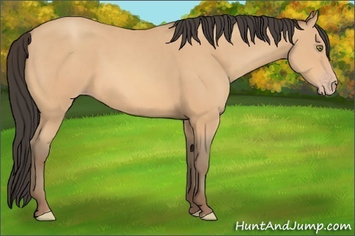 Horse Color:Amber Champagne