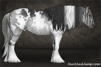 Horse Color:White Spotted Black Rabicano 