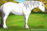 Horse Color:White Spotted Bay Dun Tobiano Rabicano 