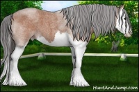 Horse Color:Bay Roan Splash 