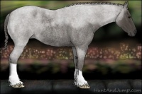 Horse Color:Smoky Blue Roan 