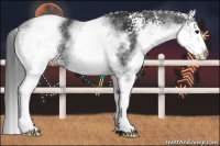 Horse Color:White Spotted Black