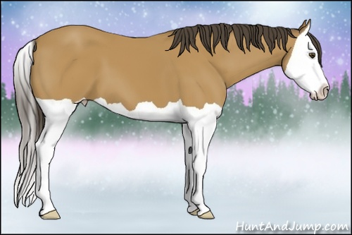 Horse Color:Buckskin Splash 