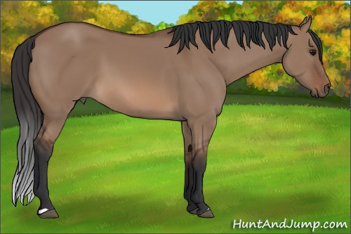 Horse Color:Bay Dun 