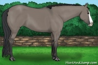 Horse Color:Grullo Splash 