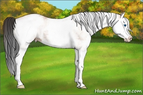 Horse Color:White Spotted Bay Splash 
