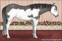 Horse Color:Grullo Splash Frame 